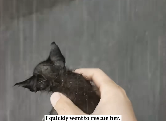 U1006002_I rescued a kitten in the rain and then… (Part 2)