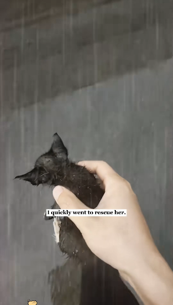 U1006002_I rescued a kitten in the rain and then… (Part 2)
