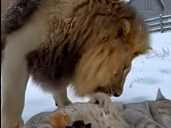 X2905011_A dog rescued a kitten from the jaws of a Lion (Part 2)