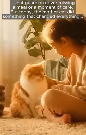 X0106003_I Rescued This Cat From Snow… What She Did During The Fire Left Me Speechless (Part 2)