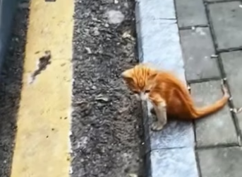 E0106003_Rescue a kitten on road (Part 2)