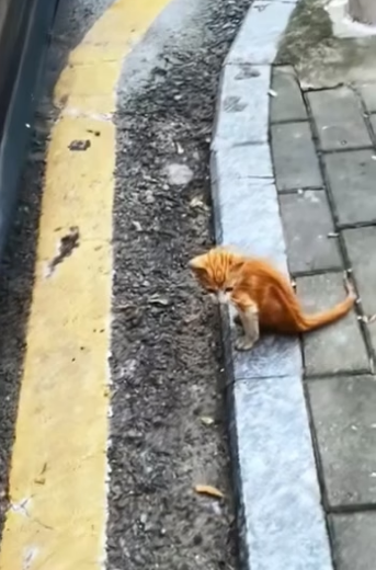 E0106003_Rescue a kitten on road (Part 2)