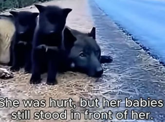 O3105003_Found an Injured Mother Wolf… Then Something Incredible Happened  (Part 2)