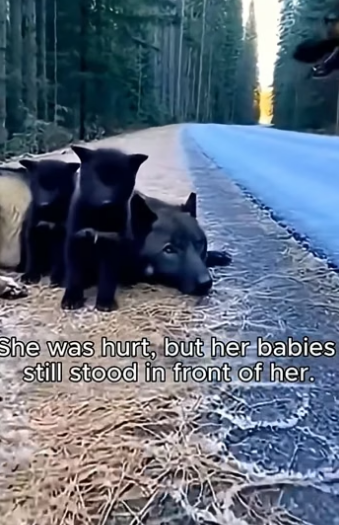 O3105003_Found an Injured Mother Wolf… Then Something Incredible Happened (Part 2)
