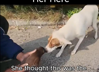J0106003_We Found a Mama Dog Hiding Her Newborns on the Highway (Part 2)
