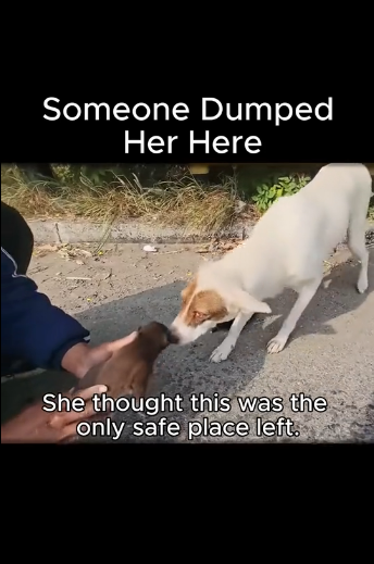 J0106003_We Found a Mama Dog Hiding Her Newborns on the Highway (Part 2)