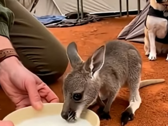 O0106003_My Dog Turned Up With a Baby Kangaroo… Then Led Me to the Road (Part 2)