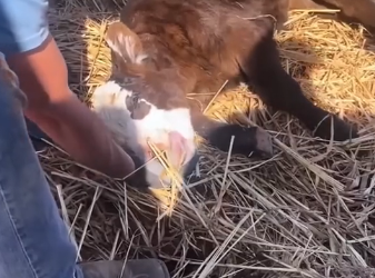Q2905001_This man saved a calf that was suffocating and  raised it with love (Part 2)