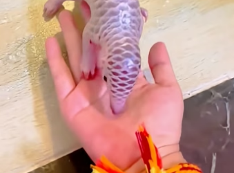 Q2905002_This family adopted a baby pangolin and raised it with love (Part 2)