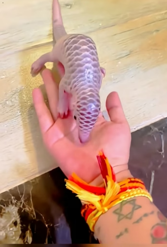 Q2905002_This family adopted a baby pangolin and raised it with love (Part 2)