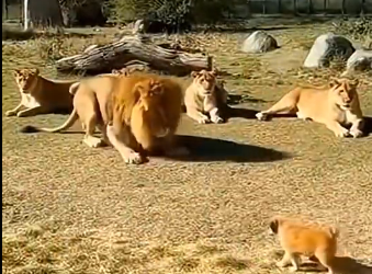 X3105005_Karen throws her cub into lions…what HAPPENS NEXT will SHOCK YOU (Part 2)
