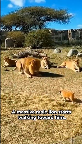 X3105005_Karen throws her cub into lions…what HAPPENS NEXT will SHOCK YOU (Part 2)