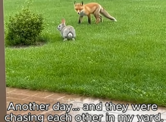 O0106004_I Built a Tiny Home for a Fox & a Bunny… and They Stayed (Part 2)