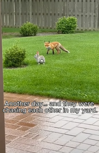 O0106004_I Built a Tiny Home for a Fox & a Bunny… and They Stayed (Part 2)