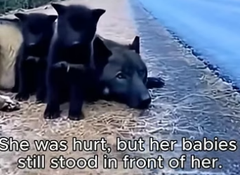 S0106007_Found an Injured Mother Wolf… Then Something Incredible Happened  (Part 2)