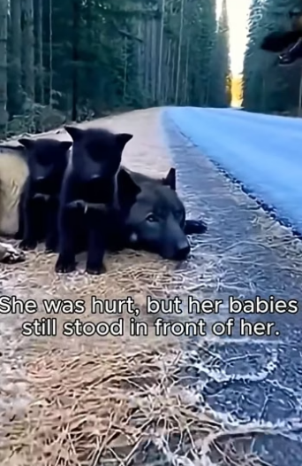 S0106007_Found an Injured Mother Wolf… Then Something Incredible Happened (Part 2)