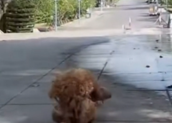N3105006 stray dog ​​with thick fur (Part 2)