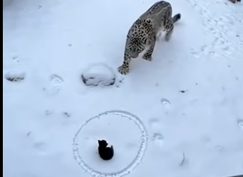 X3105004_Karen tries to get rid of her cat by throwing it into now leopards (Part 2)