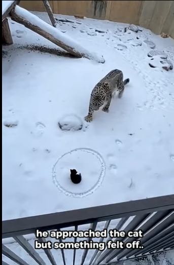 X3105004_Karen tries to get rid of her cat by throwing it into now leopards (Part 2)