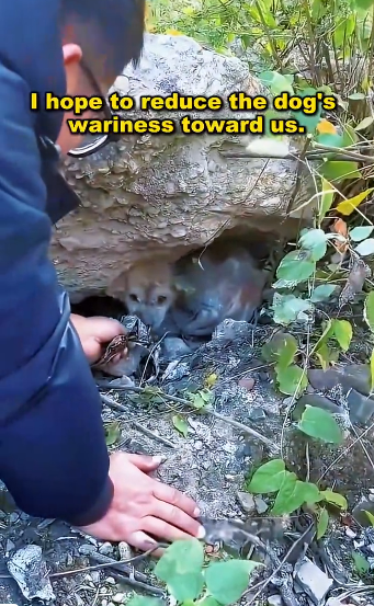 L0106010_The dog’s tumor was abandoned, and the tumor ruptured, causing the situation to be critical. (Part 2)