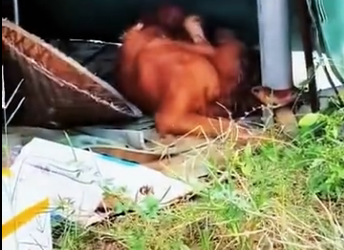 L0106010_The dog’s tumor was abandoned, and the tumor ruptured, causing the situation to be critical. (Part 2)