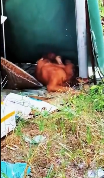 L0106010_The dog’s tumor was abandoned, and the tumor ruptured, causing the situation to be critical. (Part 2)
