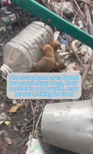 M0106007_A Life of Pain vs A Life of Love: The Rescue That Changed Everything (Part 2)