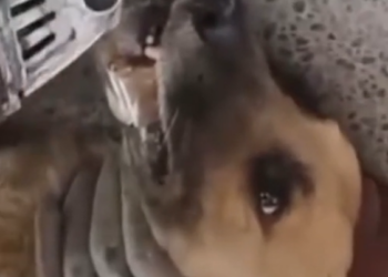 N0106019 Rescue dog with iron pipe stuck in mouth (Part 2)