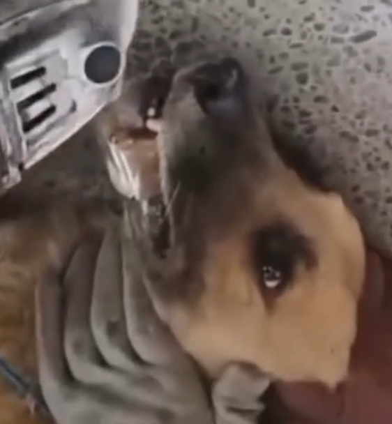 N0106019 Rescue dog with iron pipe stuck in mouth (Part 2)