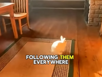X0106008_I Saved a Baby Rabbit From Freezing… What It Did to Thank Me Changed Everything  (Part 2)