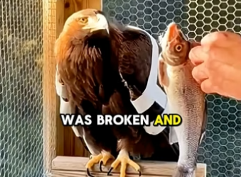 X0106009_He Saved a Dying Eagle… You won’t believe what happened 2 Years Later (Part 2)