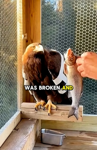 X0106009_He Saved a Dying Eagle… You won’t believe what happened 2 Years Later (Part 2)