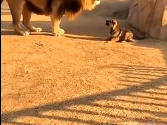 X3105001_You won’t believe what she did to her OWN DOG (Part 2)