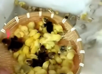 Q0506013 A man found a nest of abandoned newborn quail chicks and then (Part 2)