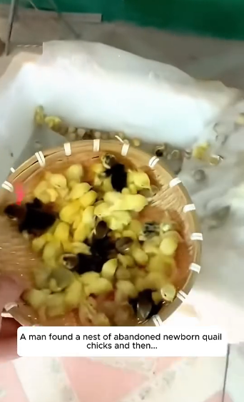 Q0506013 A man found a nest of abandoned newborn quail chicks and then  (Part 2)