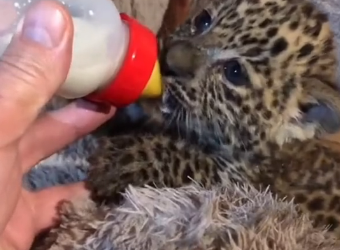 Q0106011 This family rescued a lost leopard that was crying for help and then (Part 2)