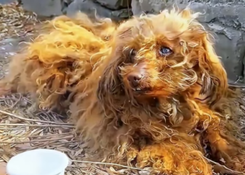 L2105002 The dog’s hind limbs are paralyzed and can’t move. (Part 2)