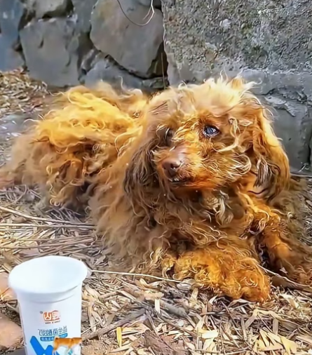 L2105002 The dog’s hind limbs are paralyzed and can’t move. (Part 2)