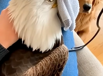 X2705012 This Eagle Had His Beak Frozen Shut…He Wanted My Help (Part 2)