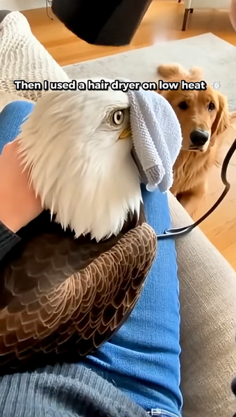 X2705012 This Eagle Had His Beak Frozen Shut…He Wanted My Help (Part 2)